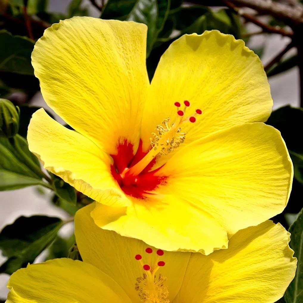 6 espécies de flores amarelas para colorir a sua casa