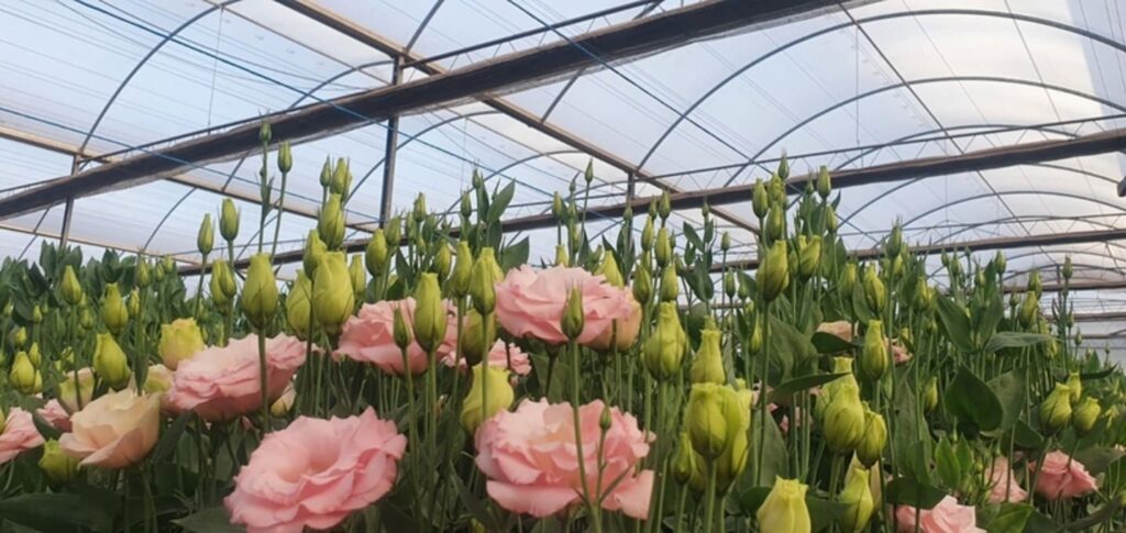 Dia da Flor: Cultivo Protegido Impulsiona Sustentabilidade e Produtividade no Setor Floral