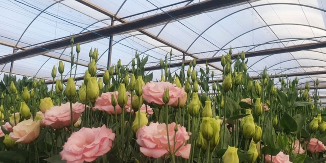 Dia da Flor: Cultivo Protegido Impulsiona Sustentabilidade e Produtividade no Setor Floral