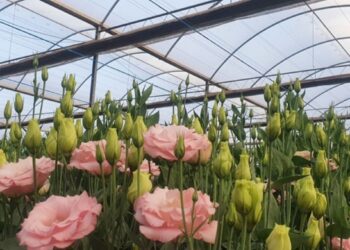Dia da Flor: Cultivo Protegido Impulsiona Sustentabilidade e Produtividade no Setor Floral