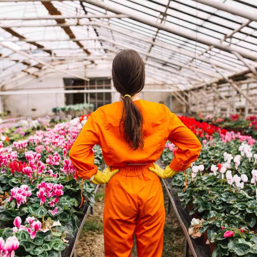 Dia da Flor: Cultivo Protegido Impulsiona Sustentabilidade e Produtividade no Setor Floral