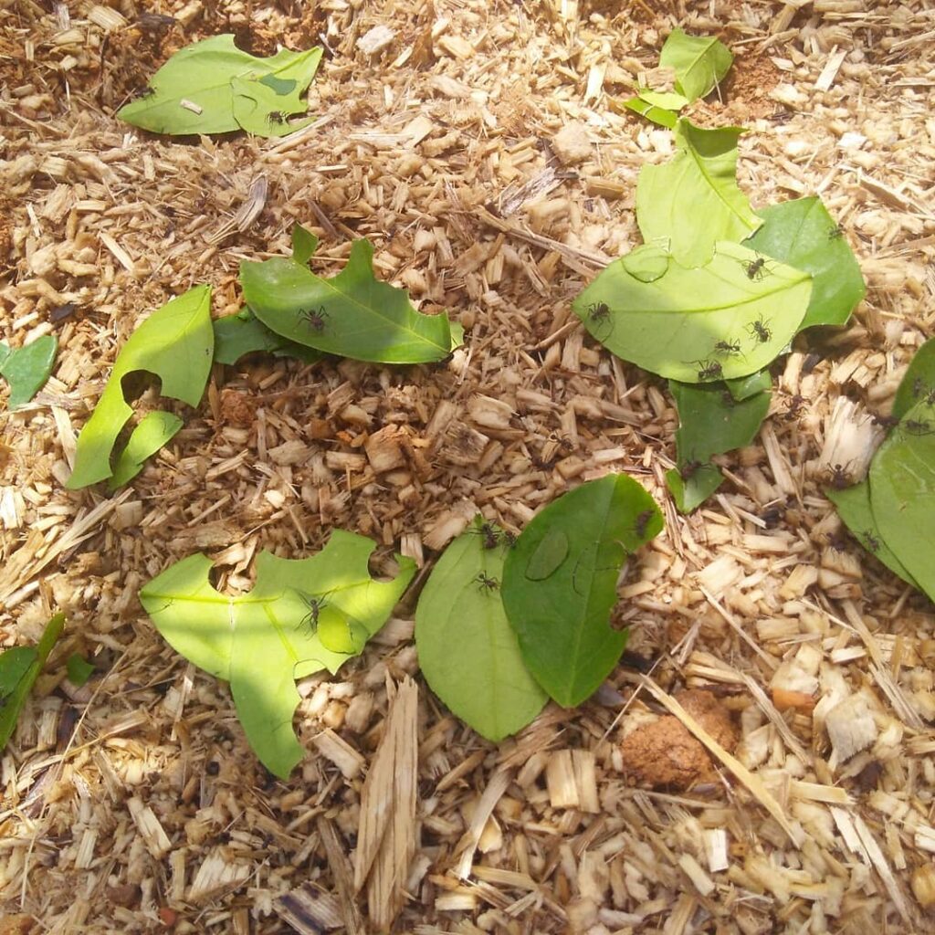 Formigas cortadeiras: agricultoras incansáveis de jardins subterrâneos