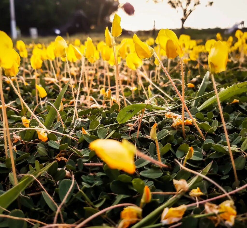 Grama-Amendoim: A Forração que Une Beleza e Funcionalidade ao Seu Jardim