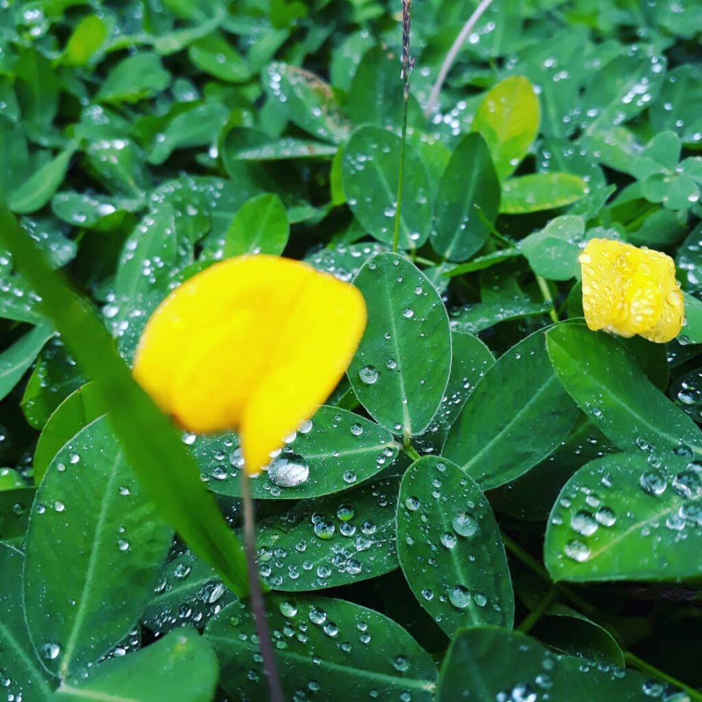 Grama-Amendoim: A Forração que Une Beleza e Funcionalidade ao Seu Jardim