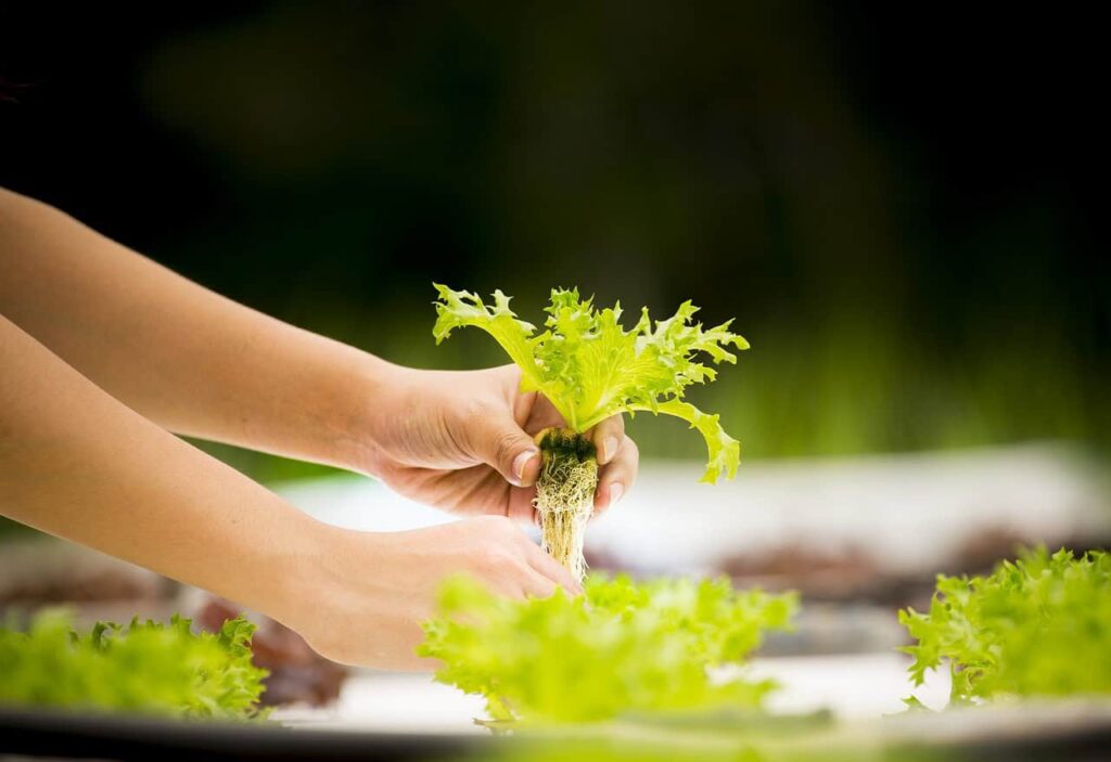 Hidroponia Caseira: Cultive Suas Plantas Sem Solo e Com Eficiência