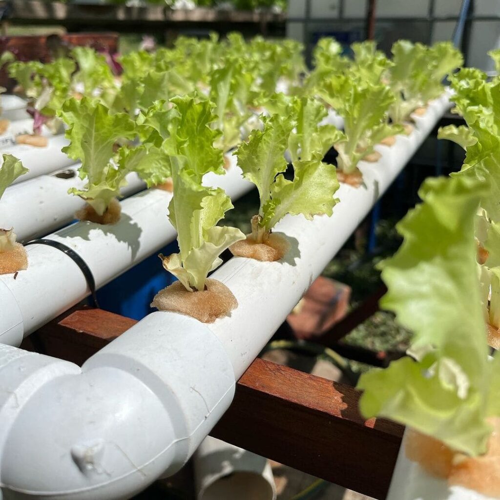 Hidroponia Caseira: Cultive Suas Plantas Sem Solo e Com Eficiência