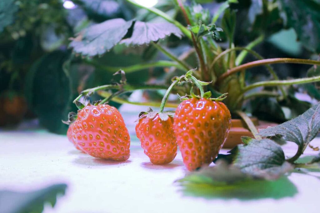 Hidroponia Caseira: Cultive Suas Plantas Sem Solo e Com Eficiência
