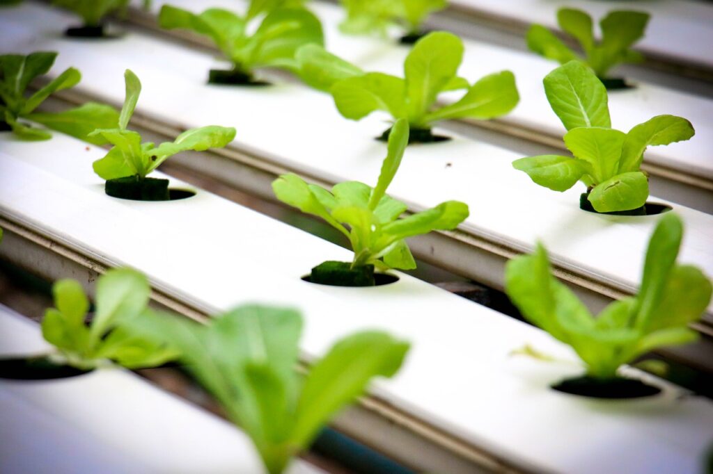 Hidroponia Caseira: Cultive Suas Plantas Sem Solo e Com Eficiência