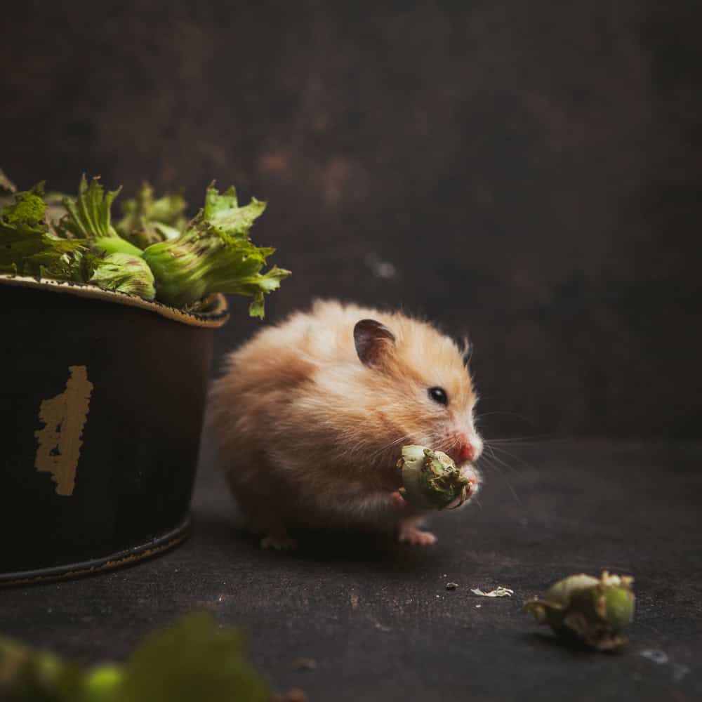 Hortelã: Afaste Ratos e Mantenha Sua Casa Segura com Esta Planta Aromática