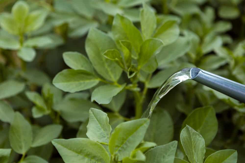 Hortelã: Afaste Ratos e Mantenha Sua Casa Segura com Esta Planta Aromática