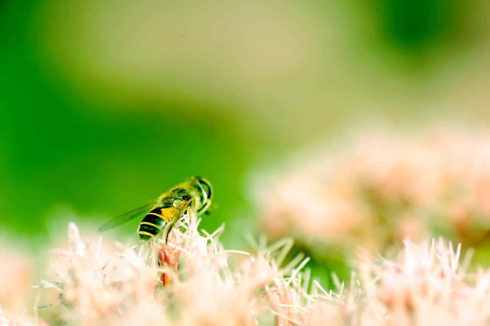 Nem todo inseto é vilão: descubra os aliados do seu jardim