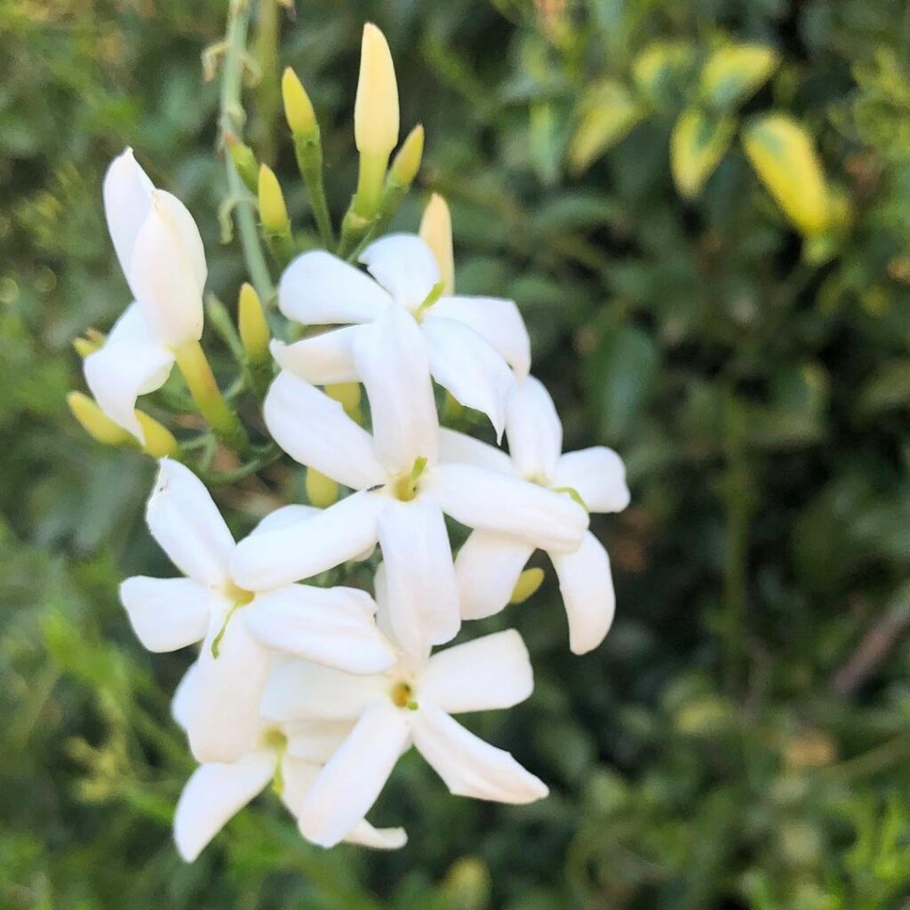Jasmim: A Flor Valiosa que Impulsiona a Economia Rural