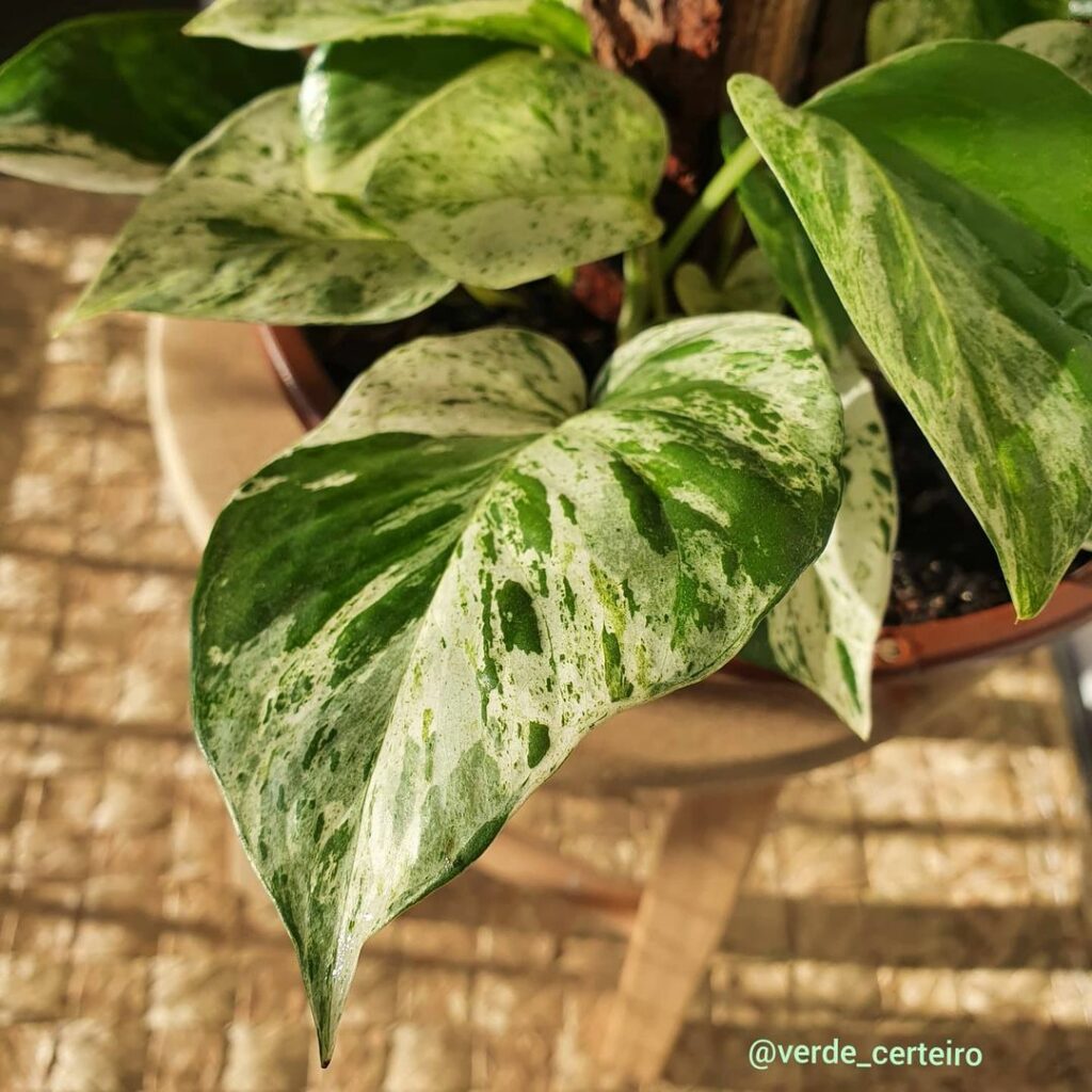 Ar puro dentro de casa: conheça plantas que purificam o ar e vivem bem sem sol direto