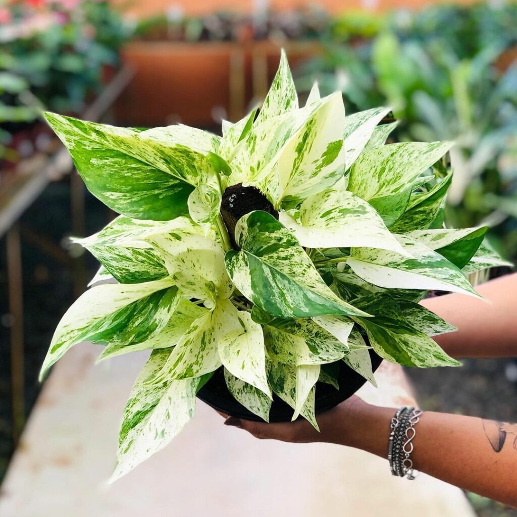 5 Plantas Encantadoras para Surpreender no Natal