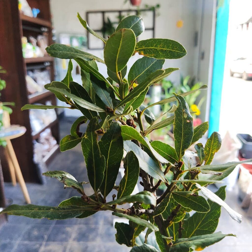 Quer Saber Como Cultivar o Louro em Vaso? Aprenda em 5 passos!