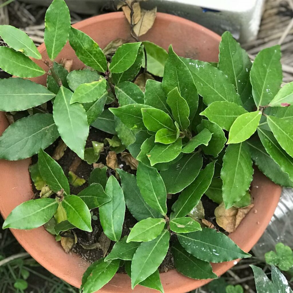 Quer Saber Como Cultivar o Louro em Vaso? Aprenda em 5 passos!