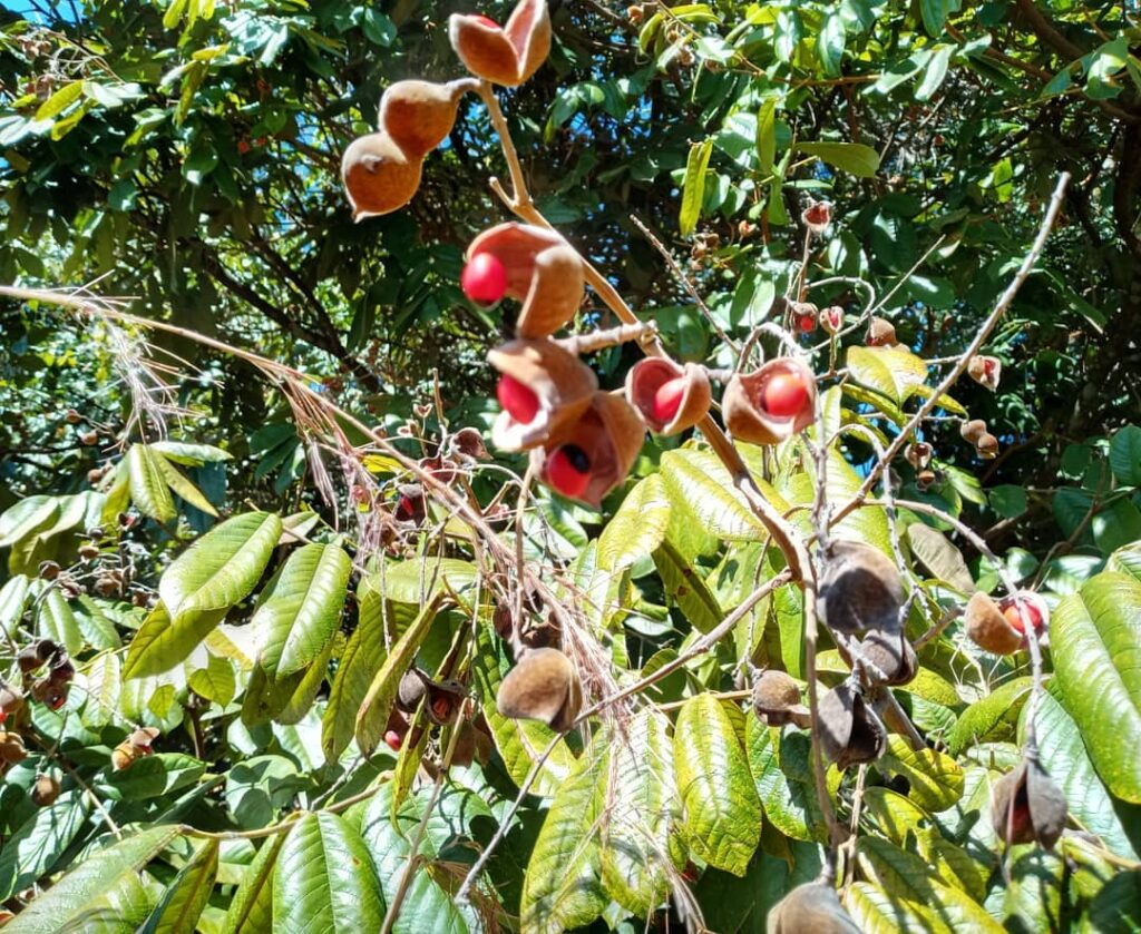 Olho-de-cabra: a árvore brasileira de sementes bicolores que encanta e protege