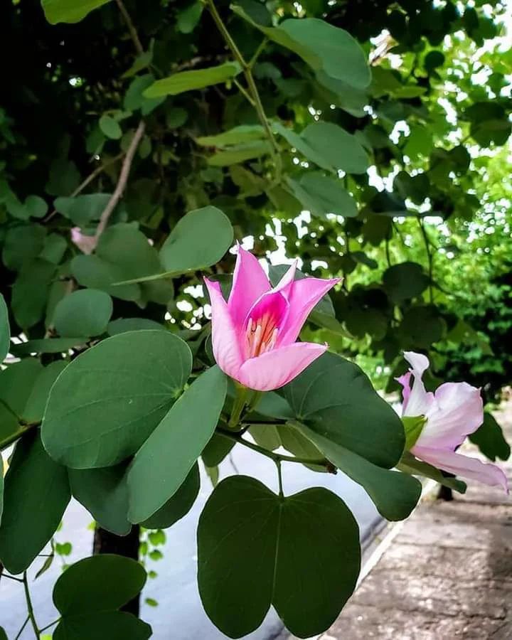 Plantas monocárpicas: a magia das espécies que florescem apenas uma vez