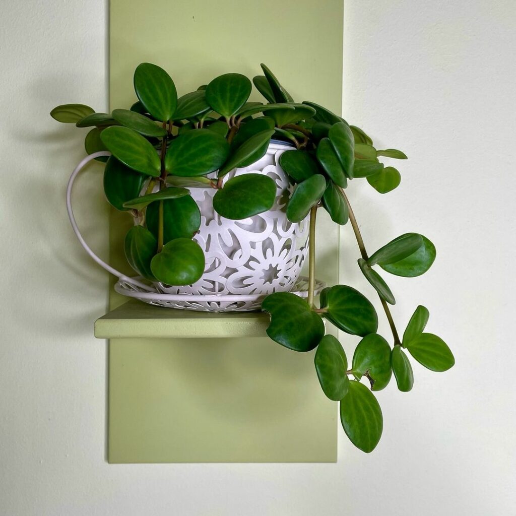 Vaso decorativo com a Peperomia Hope