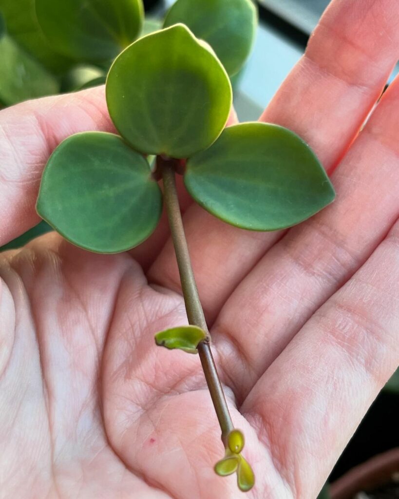 Conheça a Peperomia Hope: Uma Planta Rara e de Baixa Manutenção.