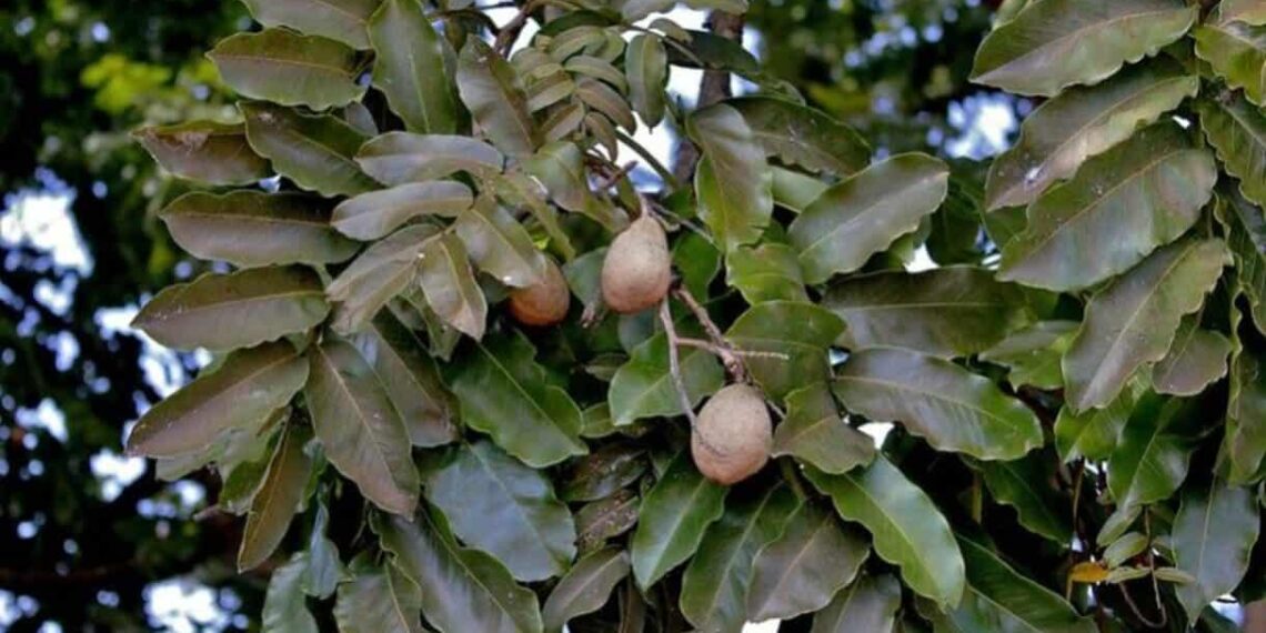 Restauração Ecológica: como cápsulas com sementes do Cerrado potencializam a recuperação ambiental