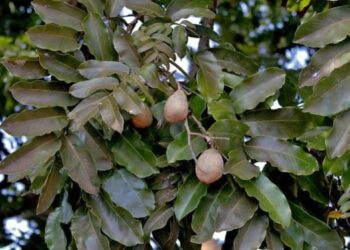 Restauração Ecológica: como cápsulas com sementes do Cerrado potencializam a recuperação ambiental