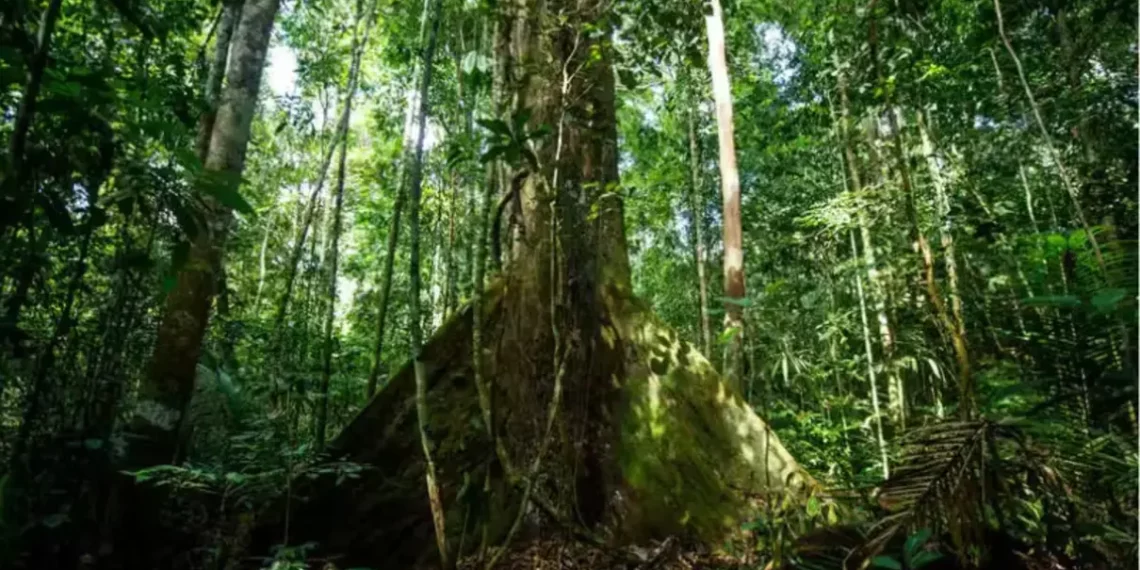 Plantas Capturam 31% a Mais de Carbono: Estudo Revoluciona Entendimento Ambiental