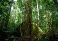 Plantas Capturam 31% a Mais de Carbono: Estudo Revoluciona Entendimento Ambiental