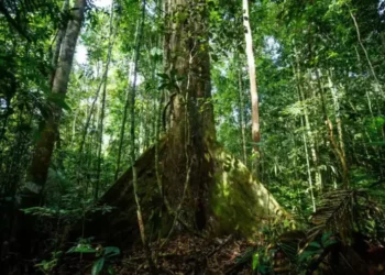 Plantas Capturam 31% a Mais de Carbono: Estudo Revoluciona Entendimento Ambiental