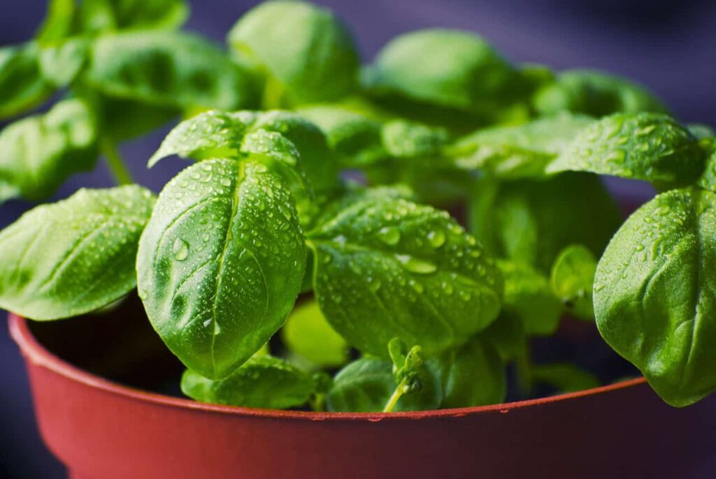As plantas que vão te livrar das moscas: mantenha-as longe com essa solução natural
