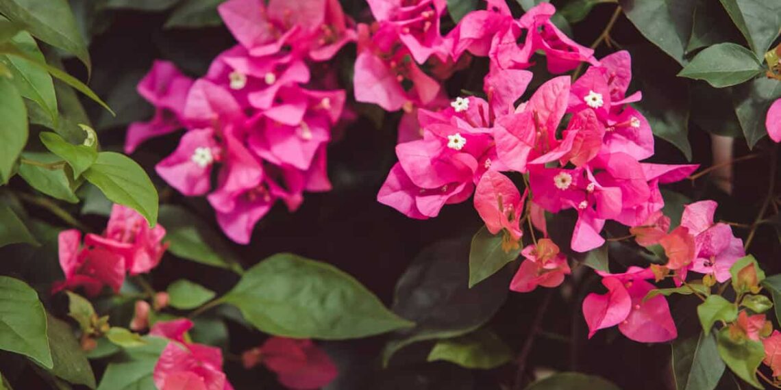 Três plantas cor-de-rosa que celebram a beleza e a conscientização do Outubro Rosa