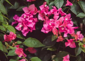 Três plantas cor-de-rosa que celebram a beleza e a conscientização do Outubro Rosa