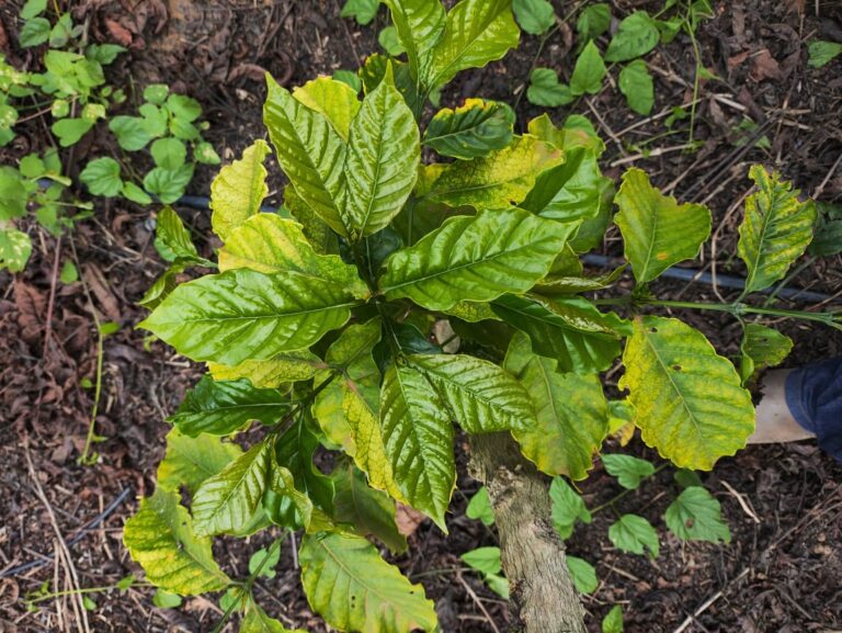 Fertilizante Orgânico Revoluciona o Combate ao Nematoide e Fusário nas Lavouras