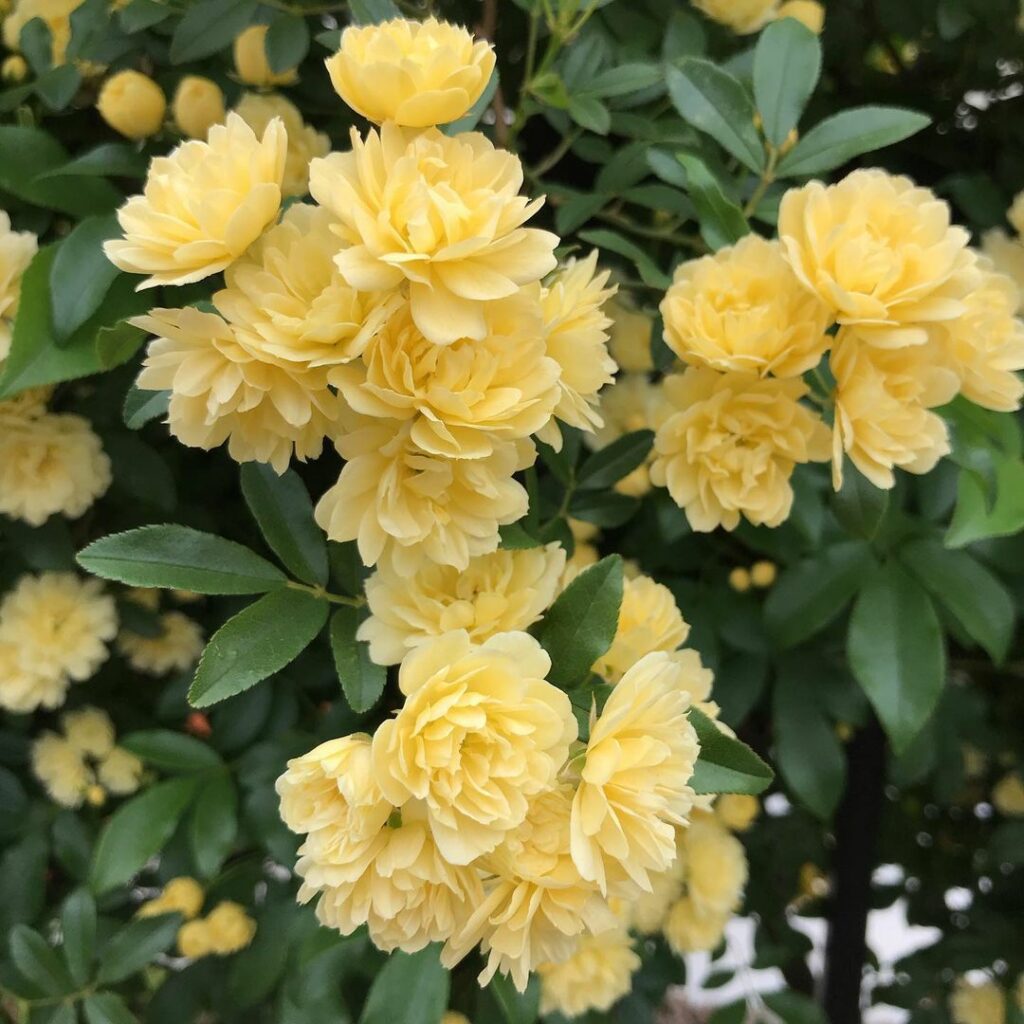 Rosa Banksiae: A Rosa mais Antiga e Encantadora do Mundo