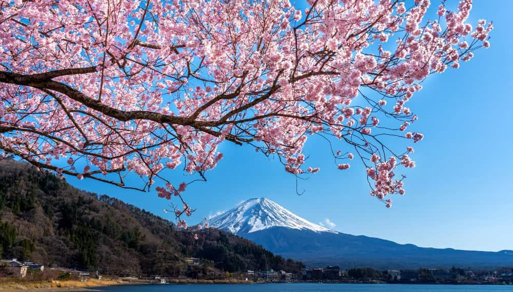 cerejeira - sakura