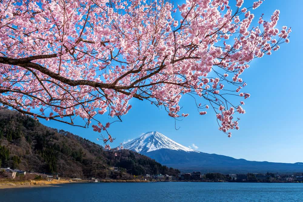 Flor de cerejeira "Sakura": significado espiritual e simbolismo na cultura