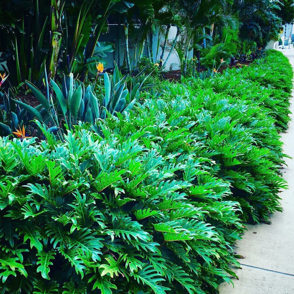 Philodendro Xanadu: uma planta tropical, daquelas "bem espaçosas" para dentro de casa e jardim.