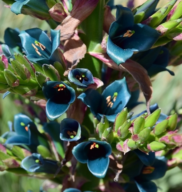 De origem Chilena, a Puya alpestris impressiona com sua inflorescência azul-turquesa.