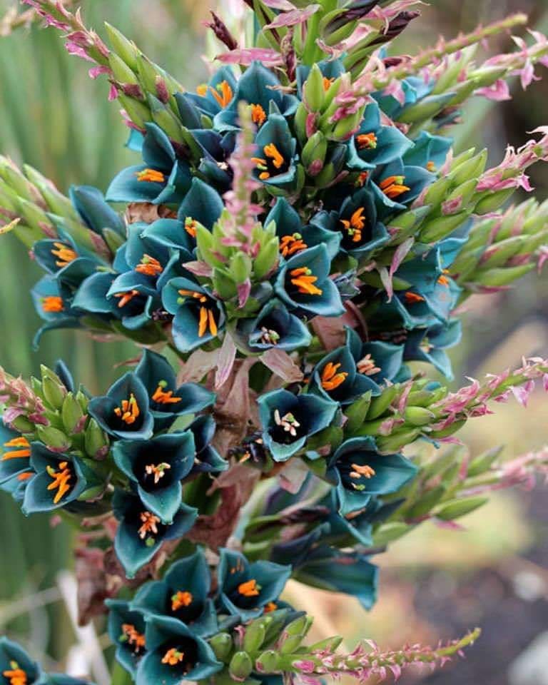 De origem Chilena, a Puya alpestris impressiona com sua inflorescência azul-turquesa.