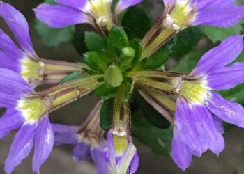 Scaevola aemula