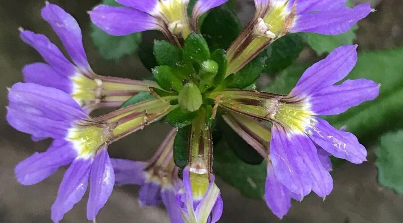 Scaevola aemula