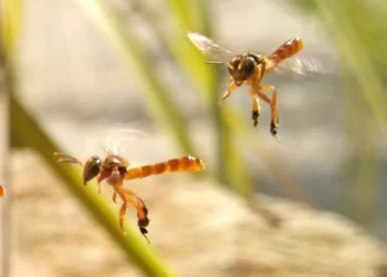 Abelhas sem Ferrão: Novo Marco Regulatório Impulsiona a Sustentabilidade na Produção de Mel no Pará