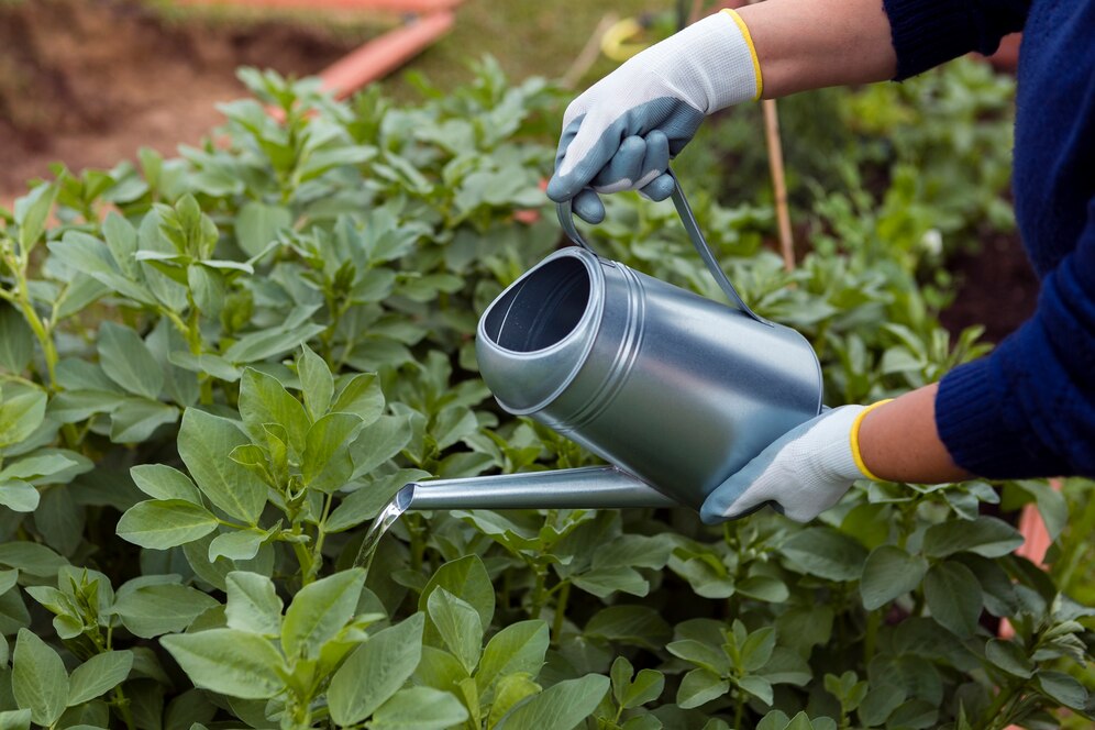 Adubação Foliar: Nutrição Imediata e Alta Produtividade para Plantas