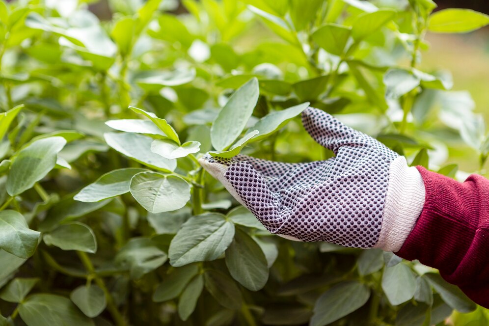 Adubação Foliar: Nutrição Imediata e Alta Produtividade para Plantas