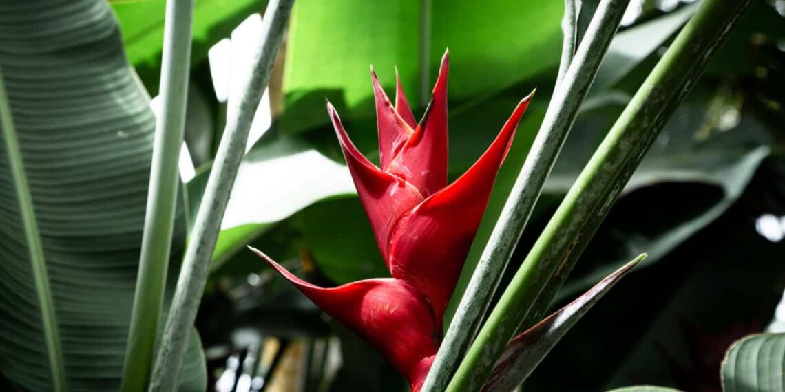 Brasil: o país com a maior diversidade de plantas do mundo