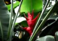 Brasil: o país com a maior diversidade de plantas do mundo