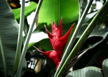 Brasil: o país com a maior diversidade de plantas do mundo