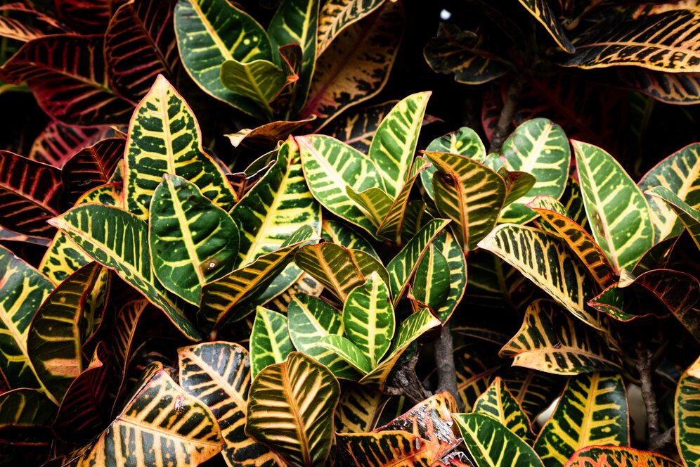 Brasil: o país com a maior diversidade de plantas do mundo