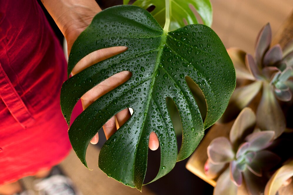 Brasil: o país com a maior diversidade de plantas do mundo
