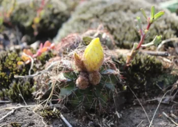 Cactário Büneker em Garibaldi: Florescimento Encantador Marca Novo Capítulo na Preservação